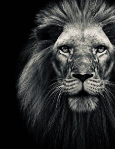 God's Soldier Lion Matthew R. Wright